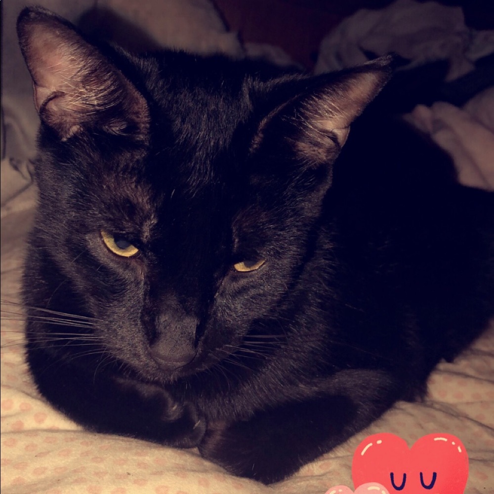 My kat